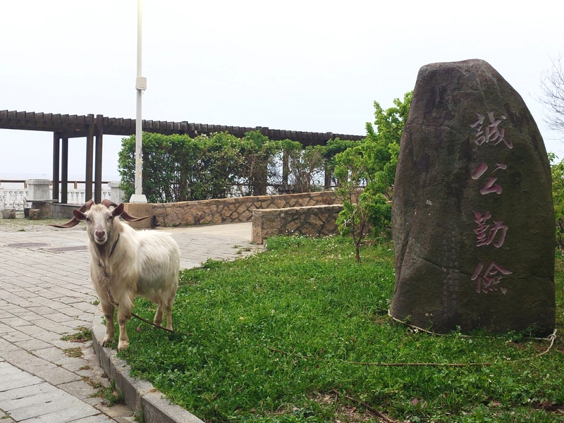 馬祖高中校羊「羊肉爐」
