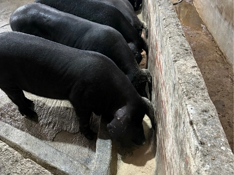 禁廚餘養豬　新北加碼轉用飼料及設備補助