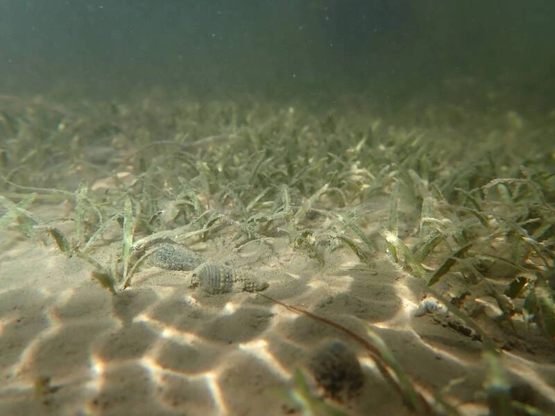 追趕海草消失速度　澎湖、台灣西南部建種原庫