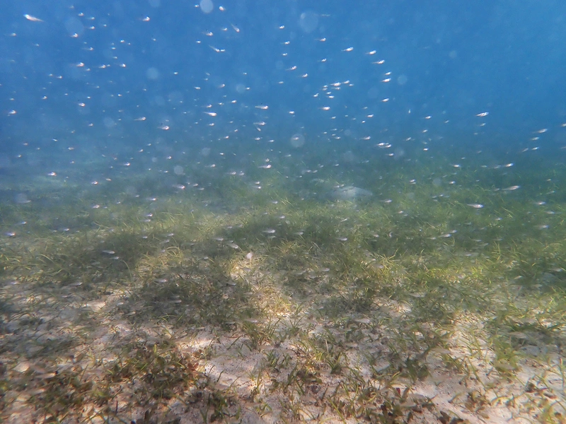 淨零排放藍碳不可缺　實際應用仍欠驗證制度