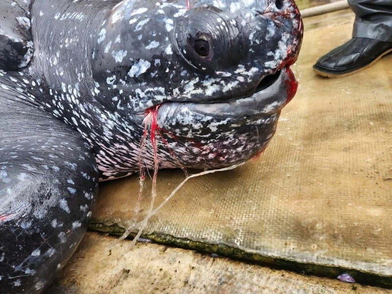 148公分罕見革龜困宜蘭漁場　嘴傷掛網跨單位救援