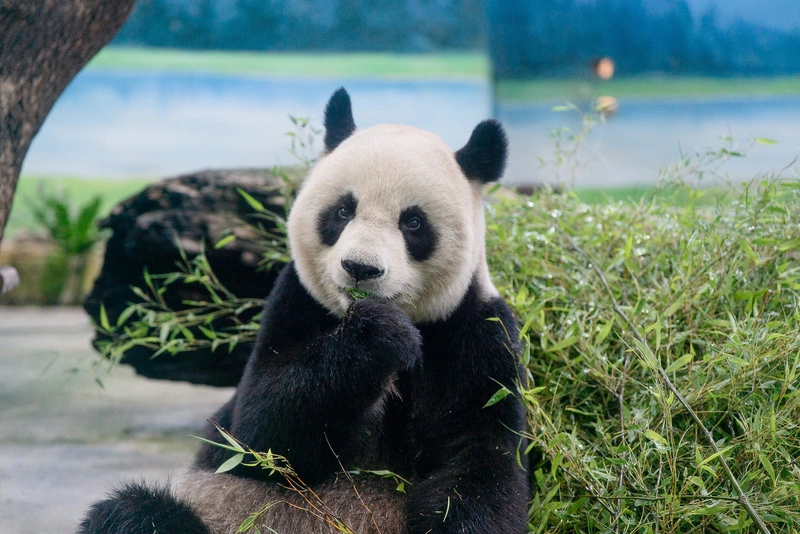 大貓熊「圓圓」年度健檢結果出爐