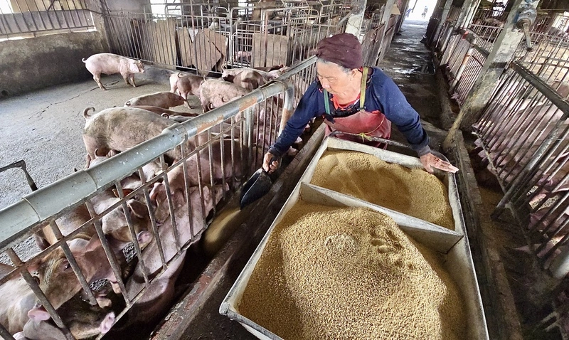 行政院拍板116年起全面禁廚餘養豬（1）
