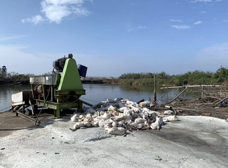 雲林禽場棄禽流感死鵝至漁塭旁　採檢魚隻化驗陰性
