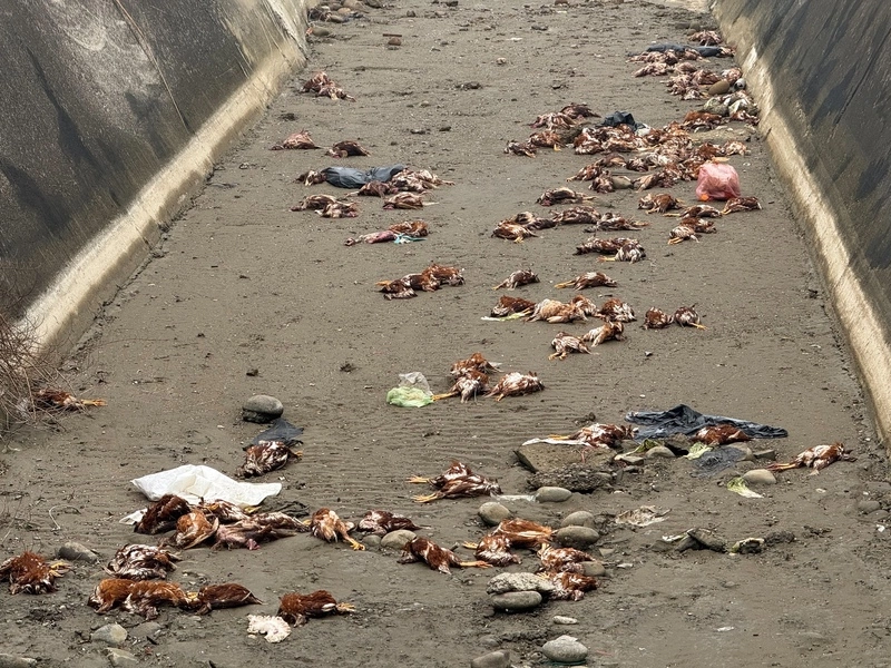 苗栗後龍出海口大排驚見逾百死雞　動防所採檢清消