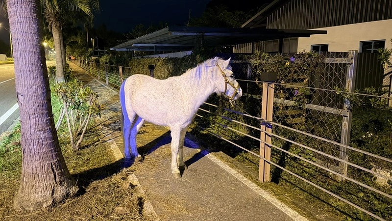 花蓮台9線出現白馬　有馬術經驗駕駛引導到路邊