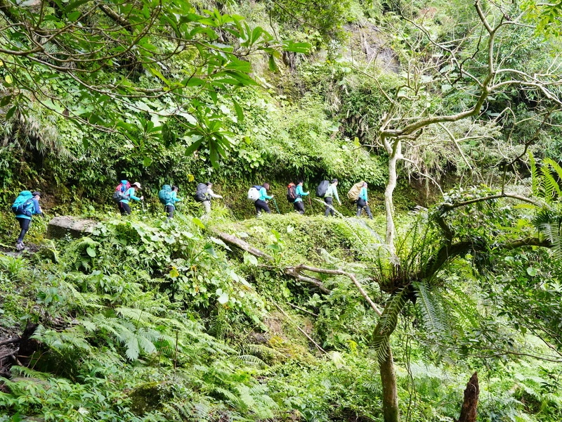 玉山瓦拉米步道呈現低海拔溫潤氣候特色