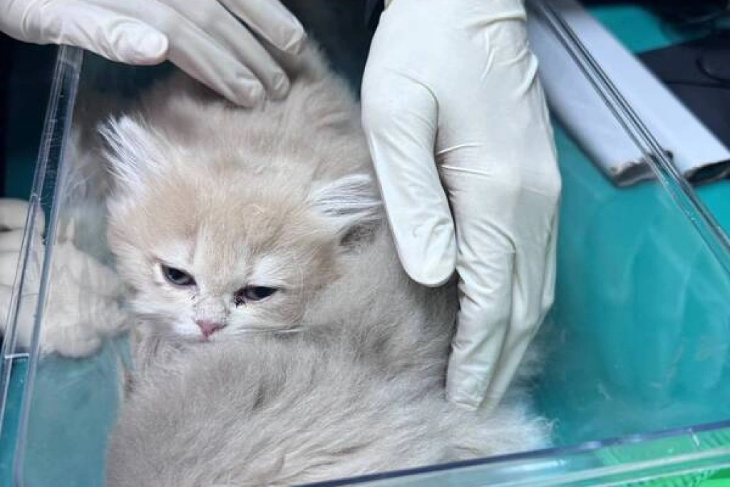 金門機場男身形異常欲闖關　下身竟綁2隻活波斯貓