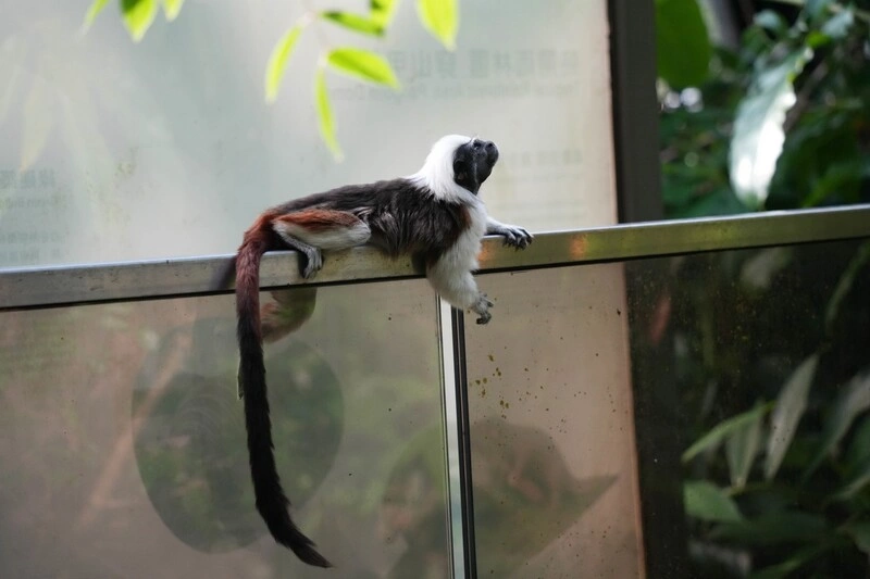 棉頭絹猴步道欄杆間穿梭　北市動物園籲遊客遵守3不原則