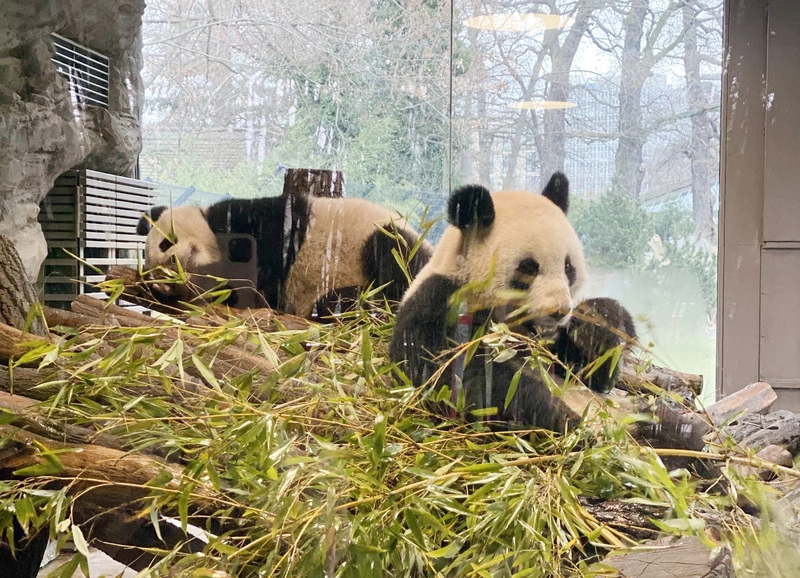 柏林動物園大貓熊