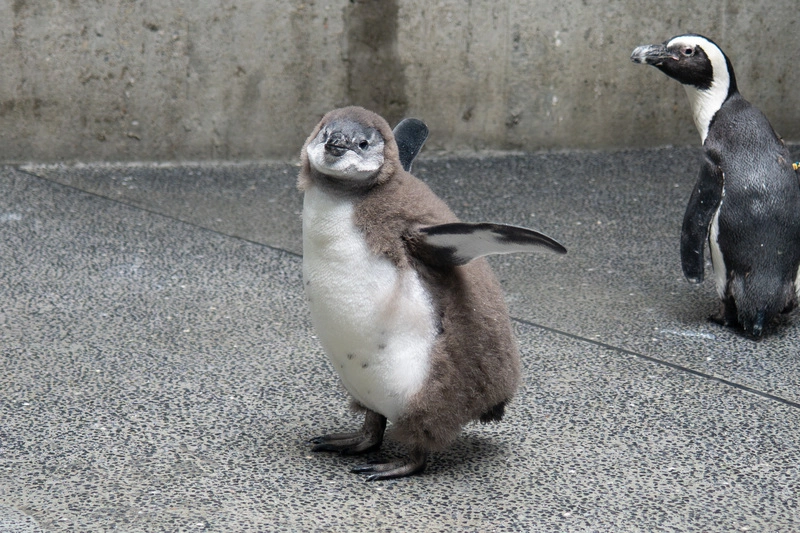 喜迎黑腳企鵝寶寶潮  北市動物園人工孵化6隻