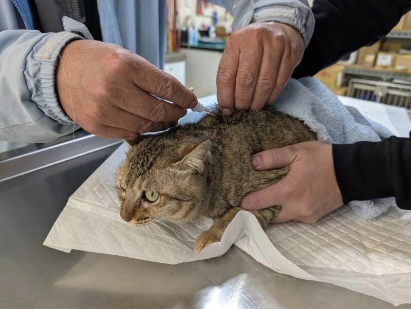 家貓未植晶片將開罰　進出金門也須附登記證明