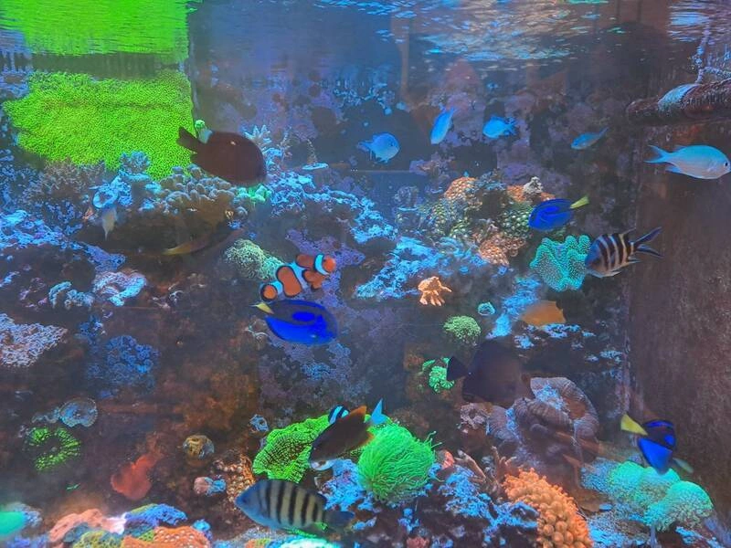 觀賞魚混養宜大小、數量都平衡