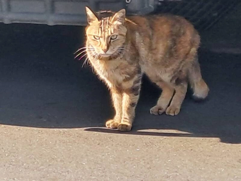 貓咪只有一天記憶？隔日不理人不是忘記餵食者