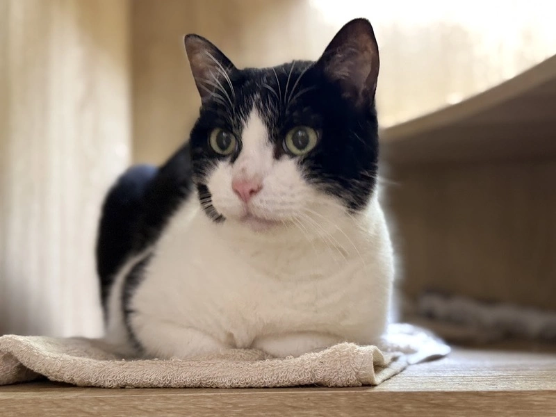 吳崢直播愛貓阿咪亂入　網友刷留言指定餵食