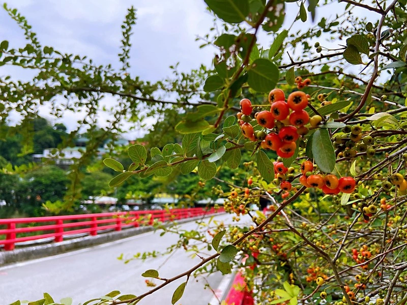 全國贈苗活動將開跑　發逾9萬株台灣原生樹種苗木