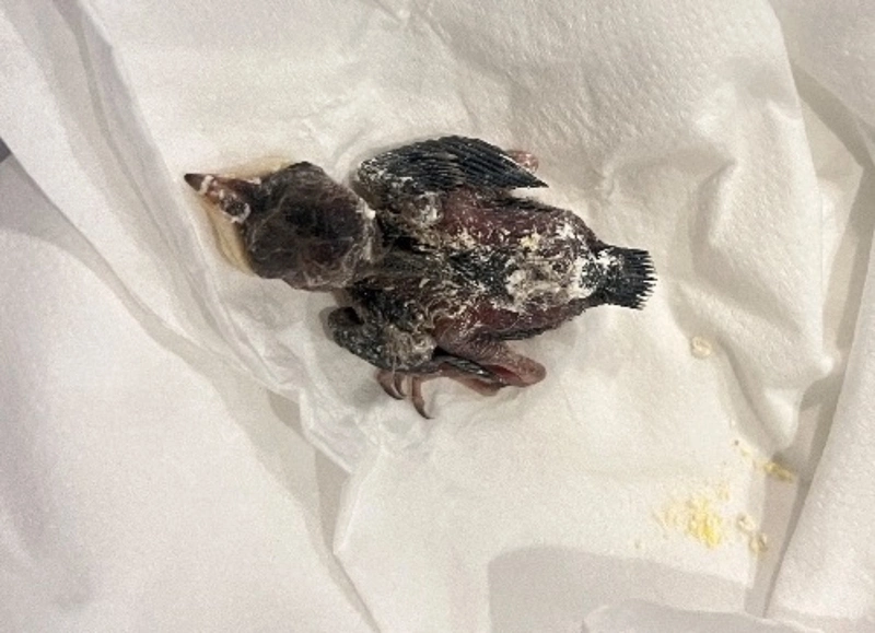 繁殖期發現落單幼鳥　北市動保處籲3不原則