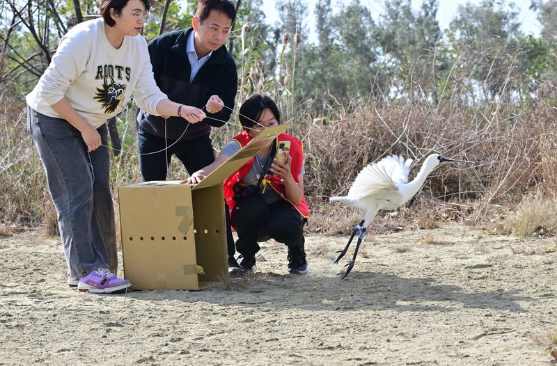 黑面琵鷺嘉義中毒獲救　康復後順利野放