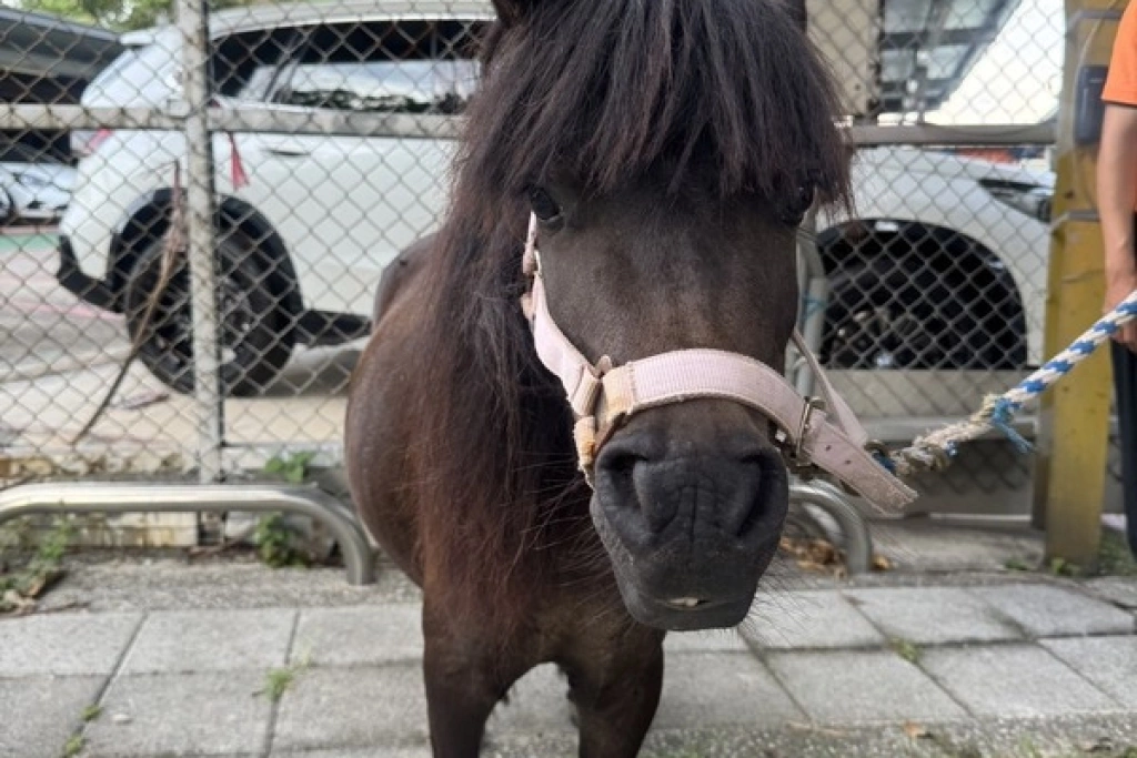 北市迷你馬3度逛大街  動保處罰飼主1.5萬