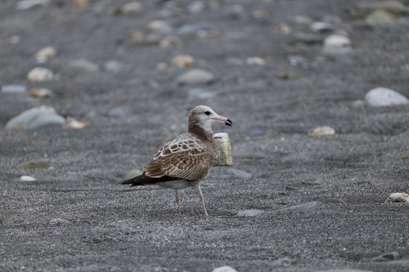 黑尾鷗遭海廢纏繞如攜隨身杯  影響覓食鳥友不捨