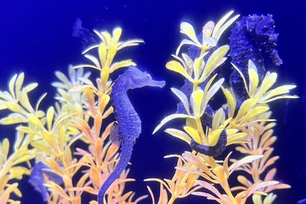 澎湖水族館馬年迎春　農曆過年看海馬贈限量金幣