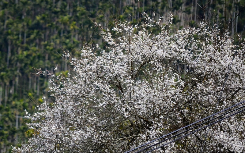 嘉義山區梅花開