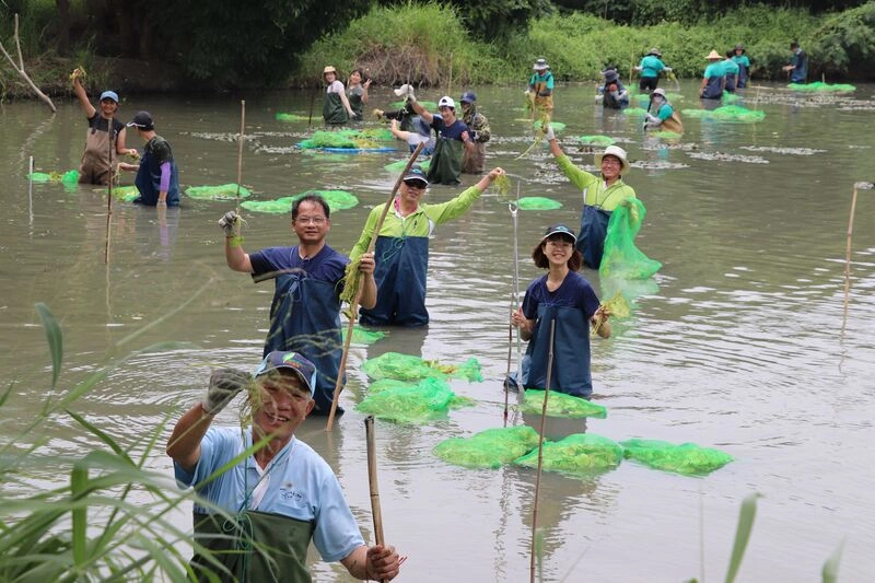 水雉漫步美景重現嘉義縣九芎埤（2）