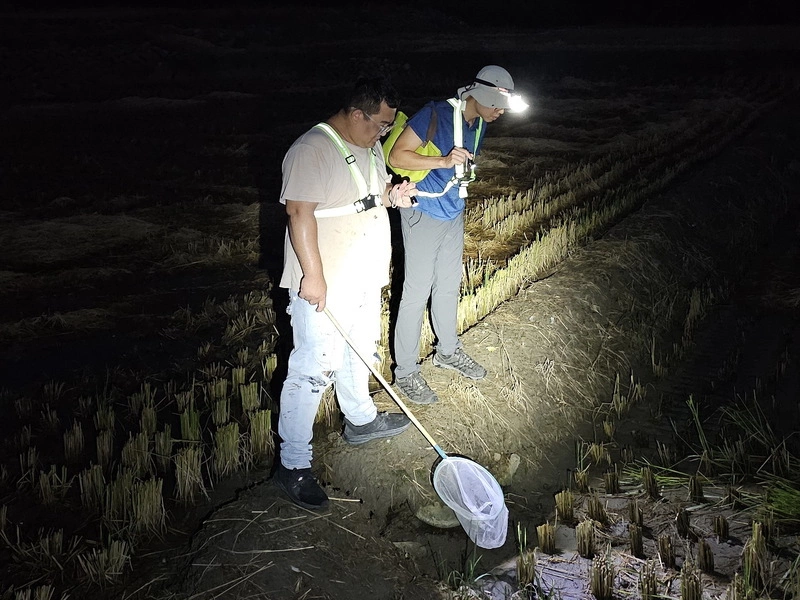 移除外來種5年有成　草屯海蟾蜍從3.5萬減至30隻