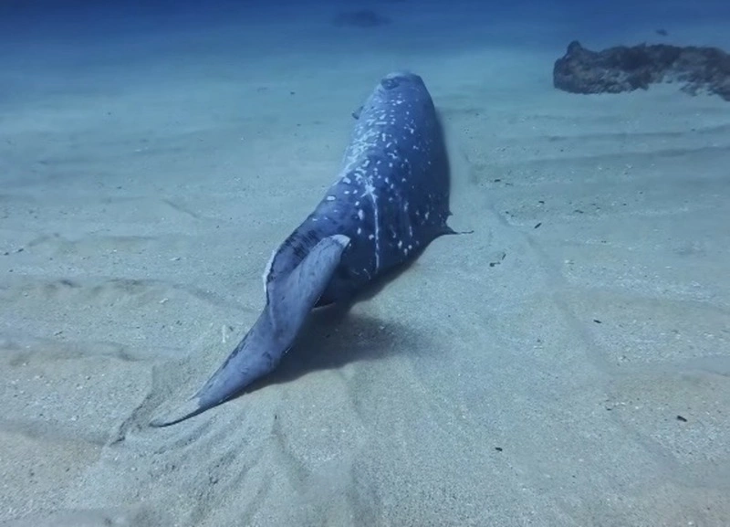 小琉球發現死亡鯨豚　海保署籲勿接觸並通報