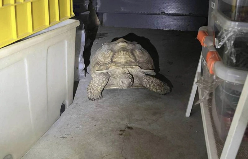 蘇卡達陸龜家中花園走失　民眾住家倉庫尋獲