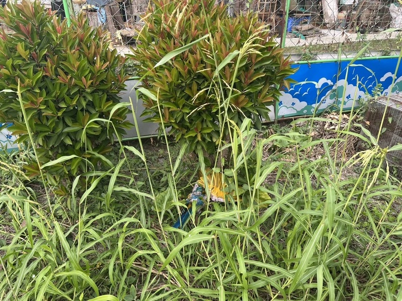 屏東男涉殺害鸚鵡　丟棄草叢