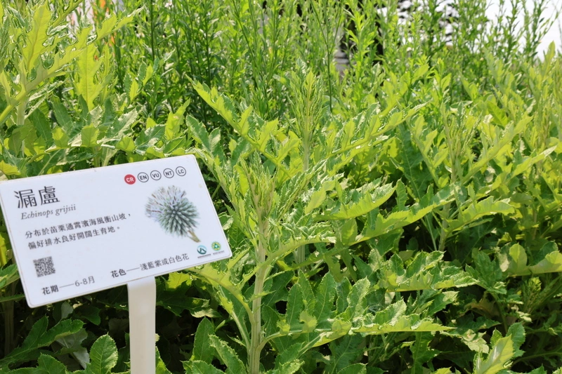 竹苗珍稀植物復育　通霄新埔打造示範基地