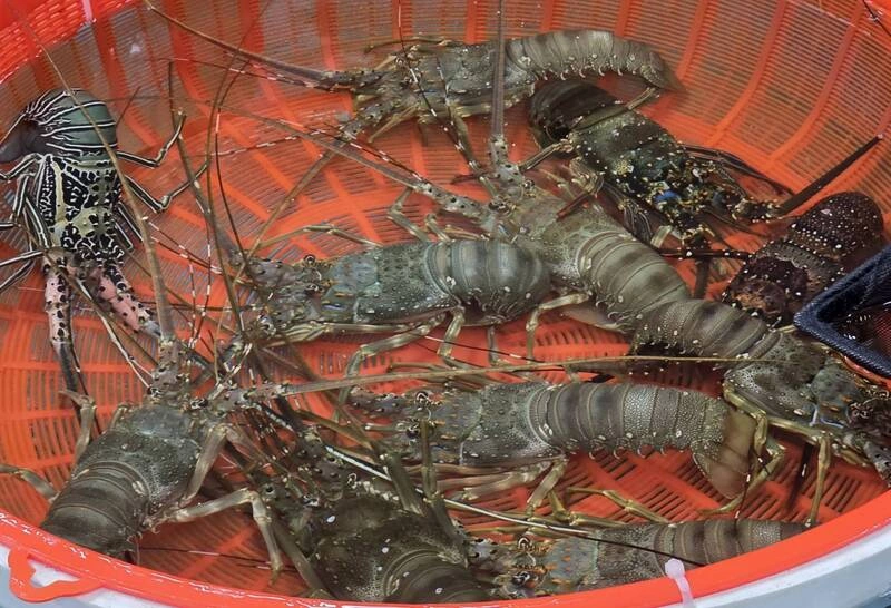 澎湖乞龜活動陸續登場  3聖筊可獲龍蝦或明蝦