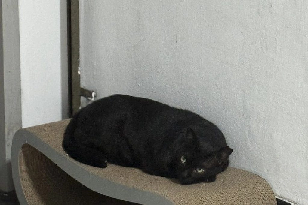 高雄刑大隊貓「黑豹」化身反詐LINE貼圖