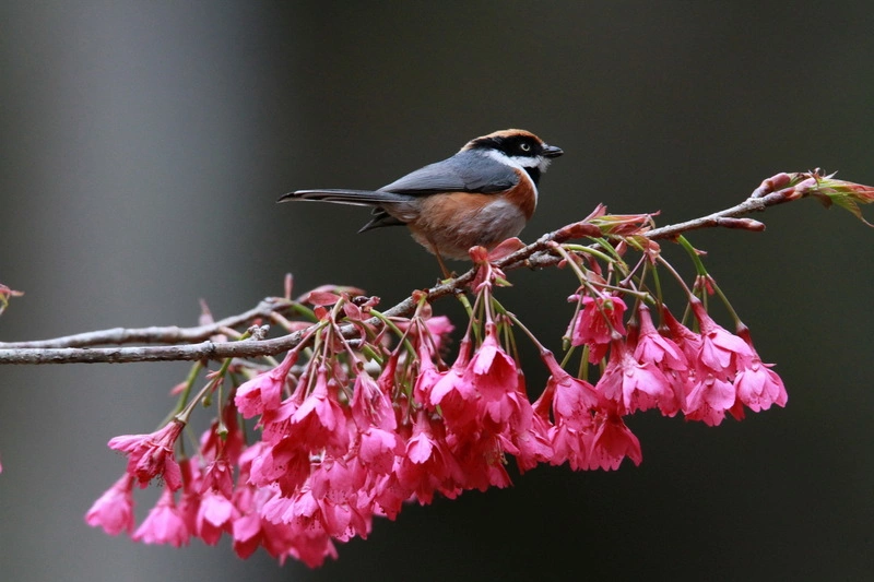 奧萬大鳥類生態豐富更是地質寶庫　領學員探魅力